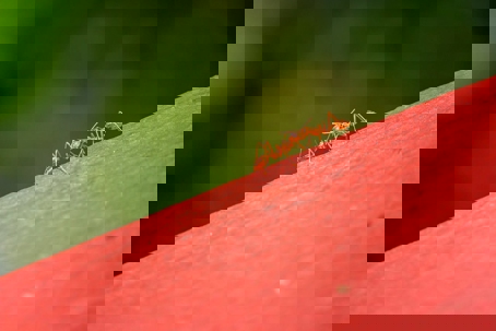 Top 7 Ant Species Invading Northern California (& Why Identification Matters)